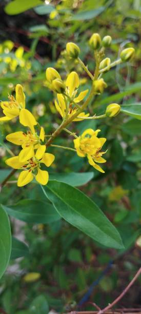 istock yellow flowering ornamental species 1990463234