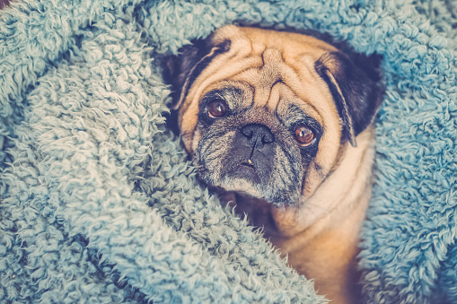 Cute pug wrapped in warm blue blanket at home. Champagne colored domestic dog enjoys the warmth indoors at home on sofa and soft blanket. Heating season concept
​