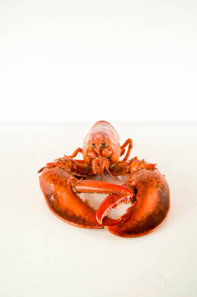 istock Delicious freshly steamed lobster 1990478570