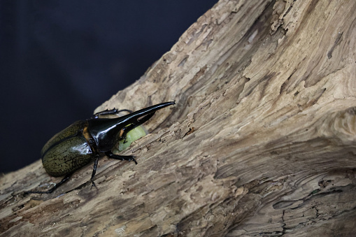Hercules beetle climbing a tree