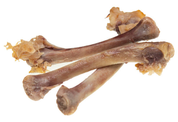 Chicken bones stock photo