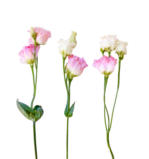 istock Beautiful eustoma flowers isolated on white background, space for copy. 1990492075