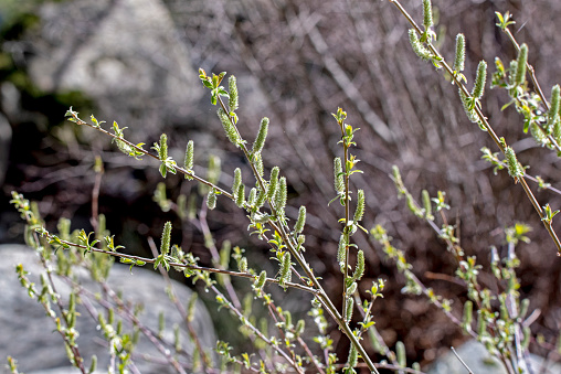 Salix Aurita plant close up in its habitat with blur background