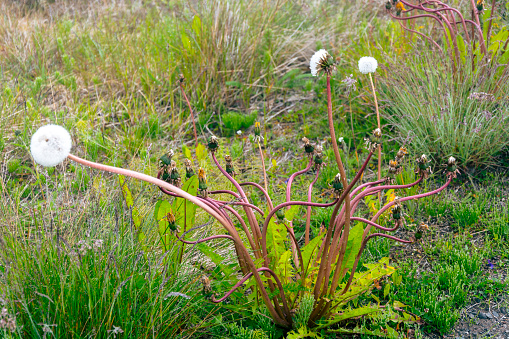 Dandelion flower in the meadow. Selective focus.