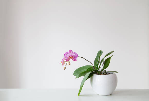 istock purple tiger orchid in flowerpot on white background 1990510836