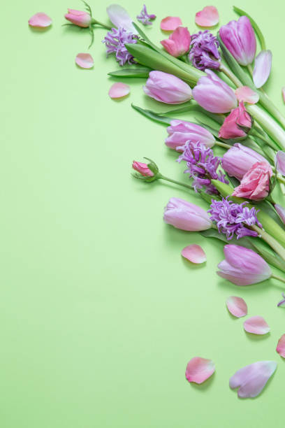 spring flowers on green paper background