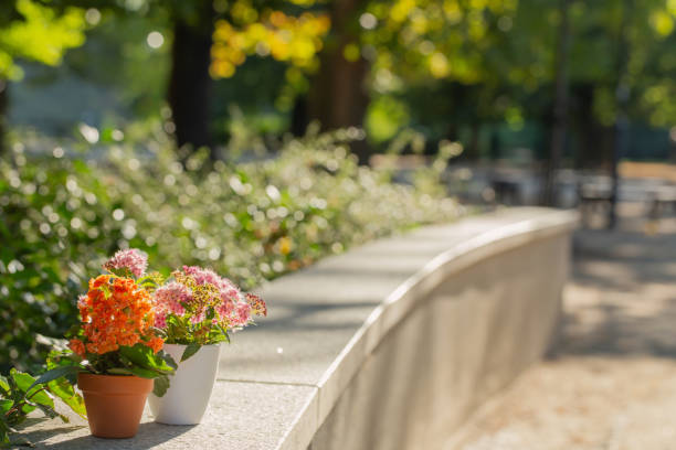istock flowers in pots in sunlight outdoor 1990511368