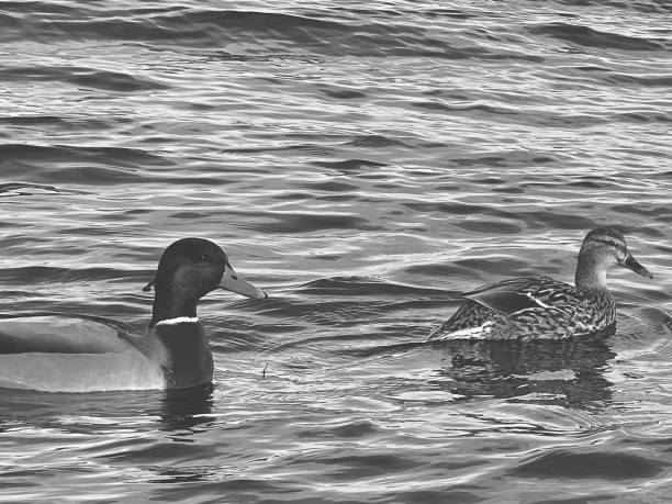istock Two mallard ducks on rippled water 1990511890