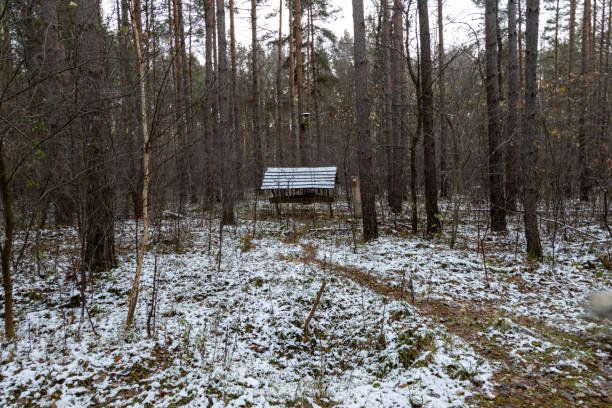 Forest at early winter with partial snow cover