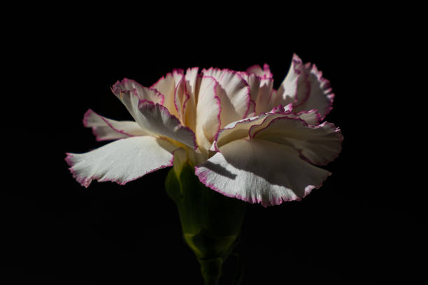 Carnation flower up-close