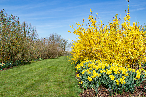 Blooming daffodil flowers on a garden bed in the early morning