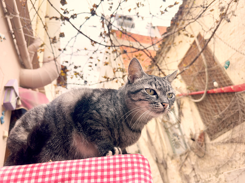 Cute domestic cat at small town alley in Ayvalik, Turkey