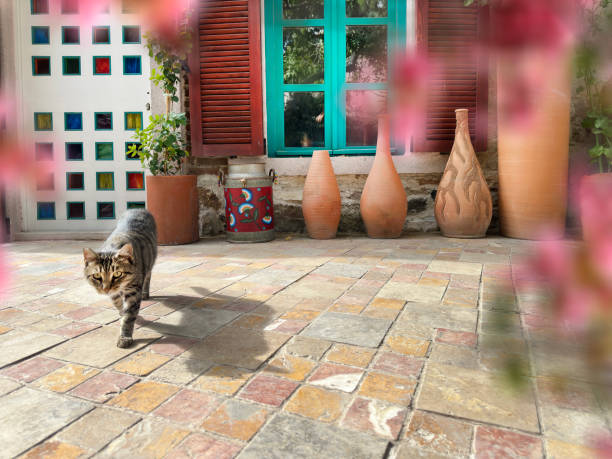 Cute domestic cat by house front door