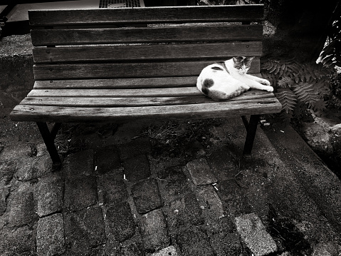 Cute domestic cat sitting on park bench in Ayvalik, Turkey