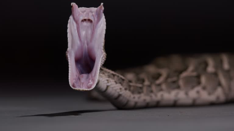 Puff adder opening its mouth to yawn after eating nature documentary