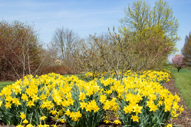 Yellow forsythia and daffodils in Spring
