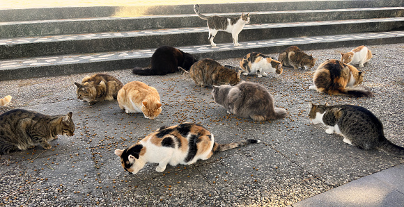 Large group of street cats eating on street in Foca, Izmir, Turkey