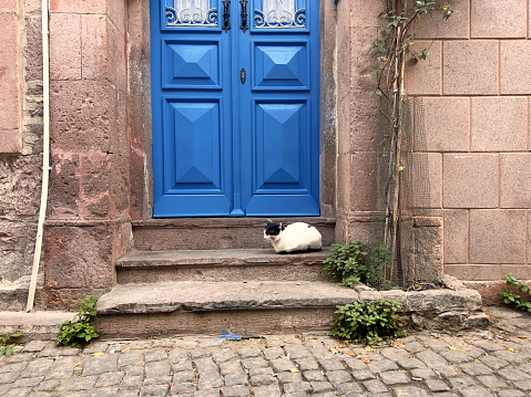 Cute domestic cat sitting by door in Ayvalik, Turkey