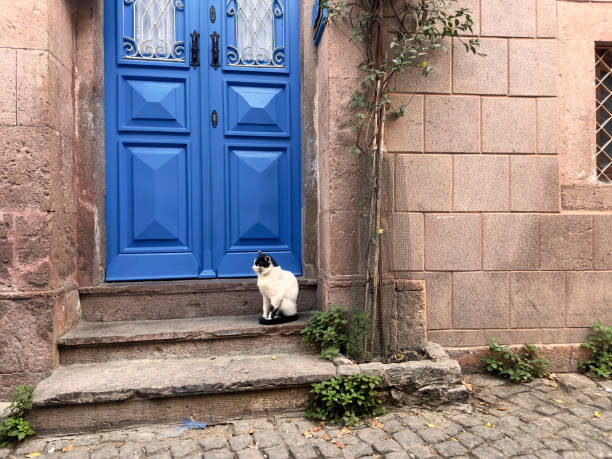 istock Cute domestic cat sitting by house front door 1990594697