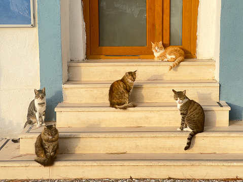 Large group of stray cats on street in small town Foca, Izmir, Turkey
