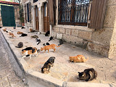 Large group of street cats eating pet food on city street