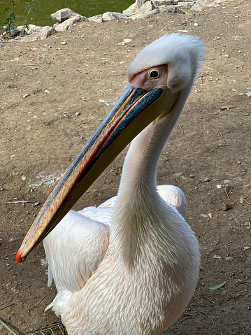 One pelican on lakeside by water
