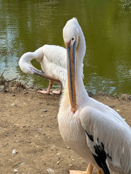 istock Close up pelicans on lakeside 1990602249