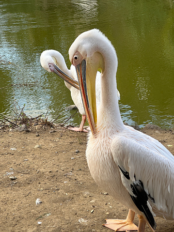Two pelicans resting on lakeside by water