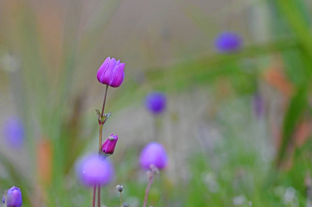 Purple anemone flowers in nature in spring.