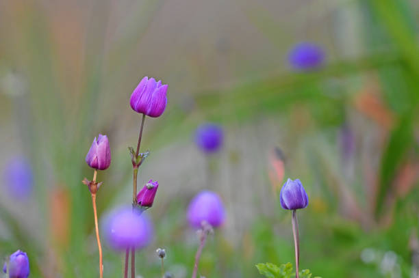 Purple anemone flowers in nature in spring.