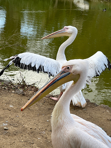 Two pelicans resting on lakeside by water