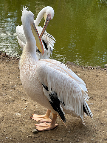 Two pelicans resting on lakeside by water