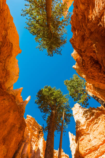 Ponderosa pine trees reaching for the sunlight high above the narrow walls of Bryce Canyon National Park, Utah, USA.
