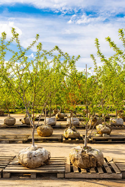 istock fruit tree seedling sold in a plant nursery 1990619867