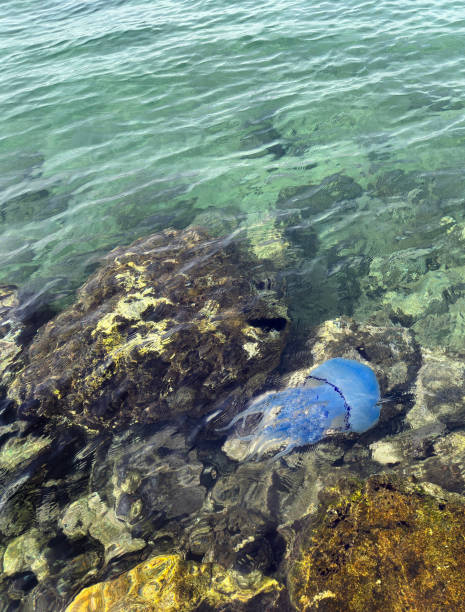 istock One blue jellyfish in shallow water at seaside 1990622618
