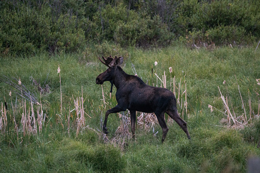 Bull moose stepping through tall grass in meadow