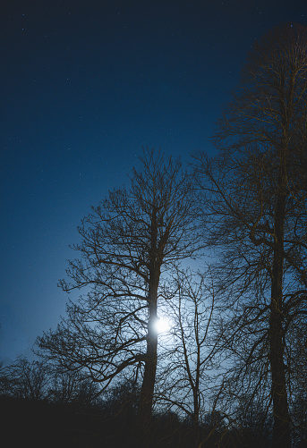 Bare trees in winter illuminated by moonlight.