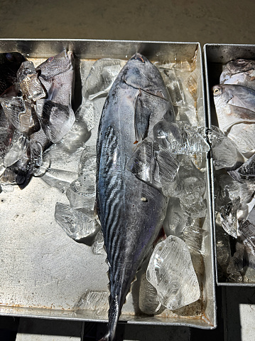 Stock photo showing close-up, elevated view of an outdoor, beach restaurant with metal trays full of whole fresh fish including mackerel.