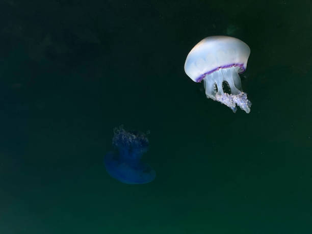 istock Jellyfish in dark water at sea 1990629281