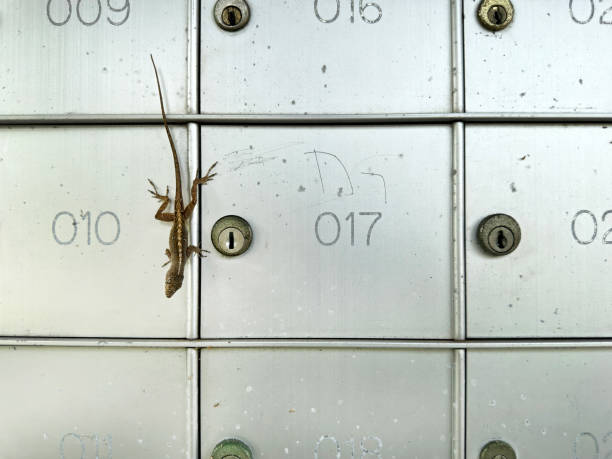 Close up apartment mail boxes and lizard in Florida
