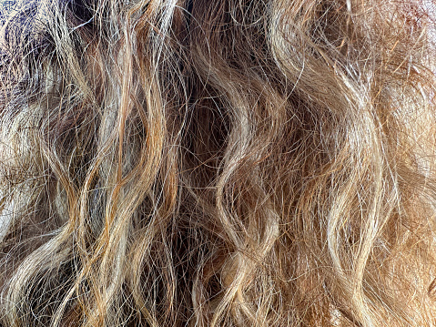 Close up blond curly female hair