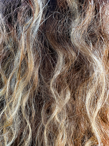 Close up blond curly female hair