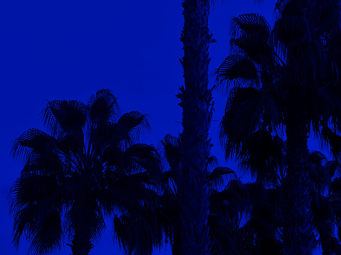Silhouetted palm trees at night in Florida