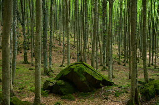 Monolith in the wood covered with green moss, meditative zen nature scenario, Casentino Sacred Forest National Park, Tuscany