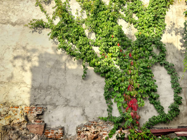 istock Concrete building exterior wall and green leaf ivy plant 1990640203