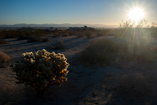 Sunshine illuminates a desert landscape, casting a warm glow on a solitary bush and surrounding shrubbery