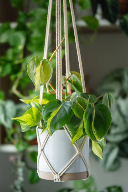 istock Handmade cotton macrame plant hanger. Philodendron Scandens Brasil hanging from macrame setting 1990658109