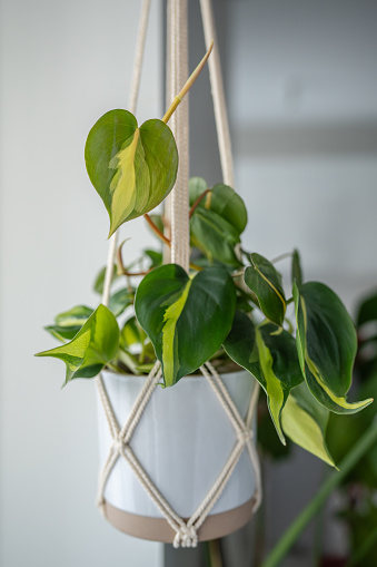 Decorative plant Philodendron Hederaceum Scandens Brasil in white ceramic pot hanging from cotton macrame at home, closeup. Pothos plant in hanging pot.