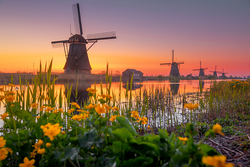 A famous Traditional Dutch wind mills with Yellow rapeseed flowers at sunrise in frost and fog in the foreground is grass and on the other side of the canal, located in Kinderdijk, the Holland.