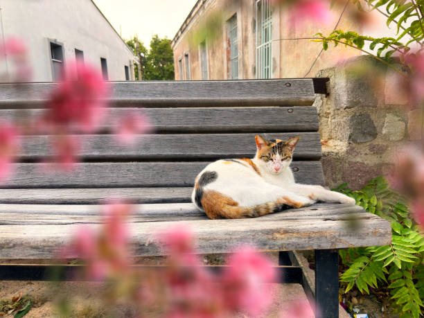 Cute domestic cat sitting on park bench in Ayvalik, Turkey